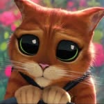 letsmeoow
