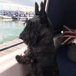 Pickle The Scottie!🐾👀💖