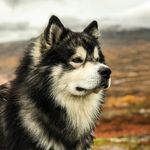 Alaskan malamute & Yakutian laika | Polardog content creators 🐕