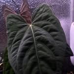 De Aoid Garden