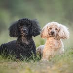 Reino&Aino
