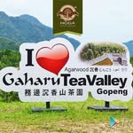 HOGA, Gaharu Tea Valley