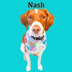 Nash🐾🐶