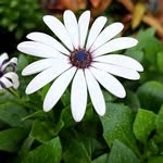 Eco MICE Compound Designers