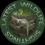 Latest Wildlife Sightings