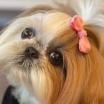 Coco Bean 🐶