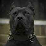 Pitbulls Of The Day️️️️️️️️️️️