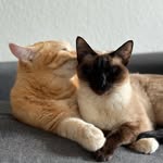 Cats Navu from Germany