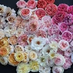 Field Of Roses