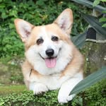 Georgie Corgi Travels Bali