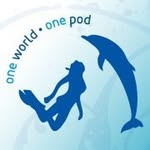 WildQuest | Wild Dolphin Swim Retreats
