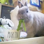Martin The Bunny