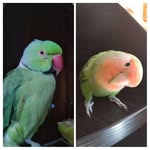 Екатерина Борзунова