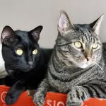 Zeus & Larry