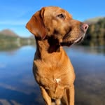 Oakley the Fox Red Lab