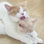 飯團 Rice ball🍙 麵包 Bread🍞