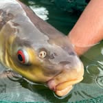 Exotic fishing Thailand