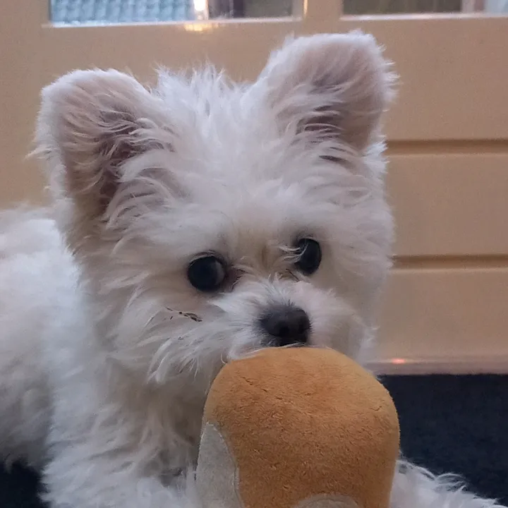 dog.lover.xx