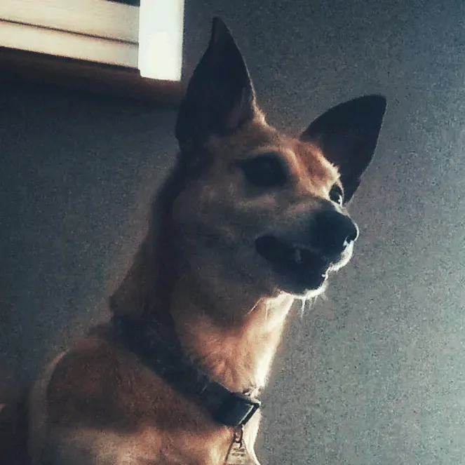 Foxy 🐕 & Her Human 👩