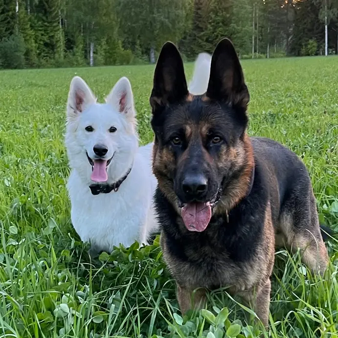 Poju & Pimu