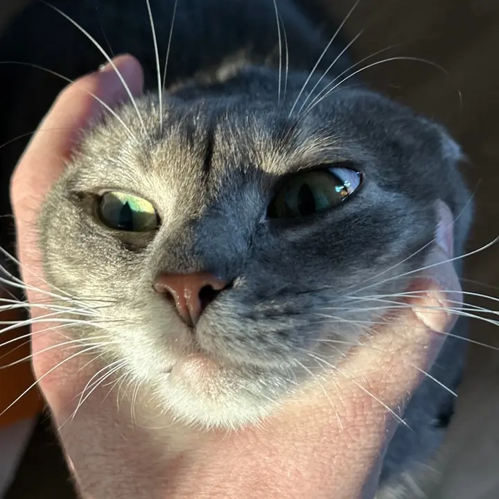 𝓂ℯ𝓁ℊ𝓇ℴ