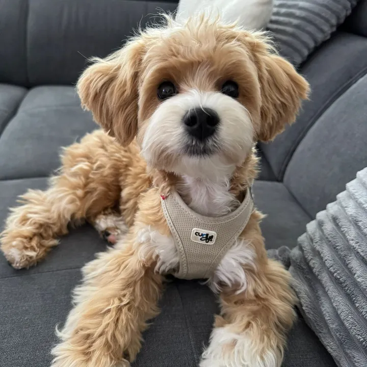 Mogli the Maltipoo