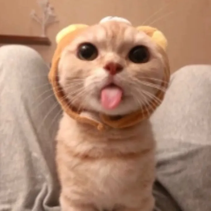 Funny Pet .TV