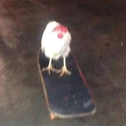 𝚘𝚣𝚊𝚞𝚛𝚘𝚗 𒉭