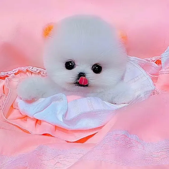 Cute_pet
