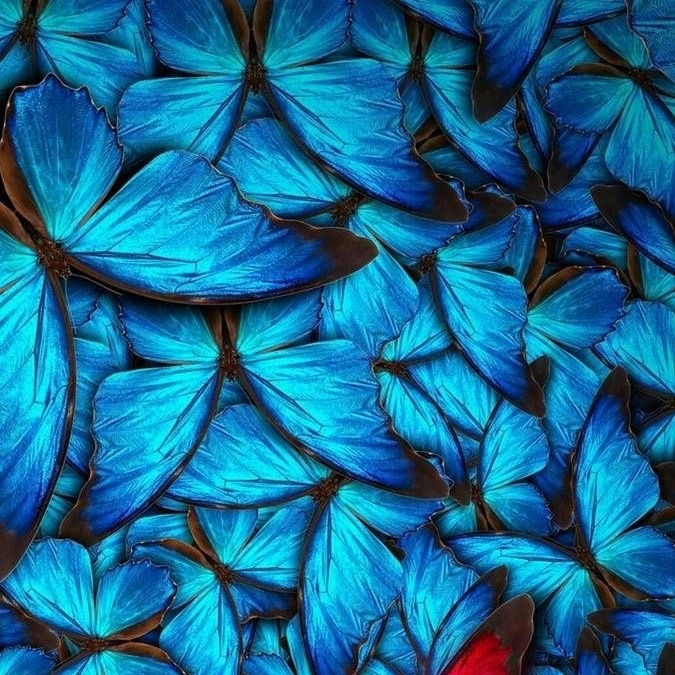 FAITH 🦋