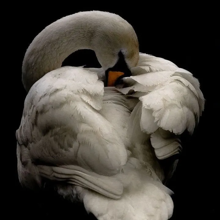 Yas｡⋆୨୧˚🦢