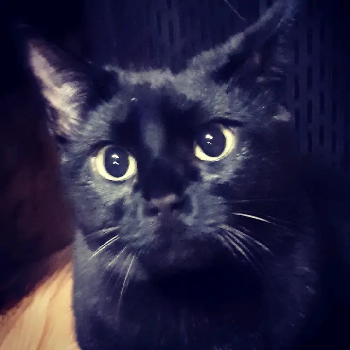 Lucy BlackCat