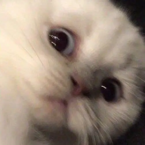 𝕬𝖗𝖎𝖘𝖆𝖗𝖆. (ช่องหลัก)