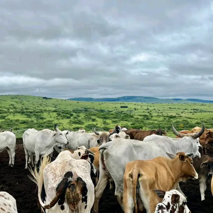 aphiwe