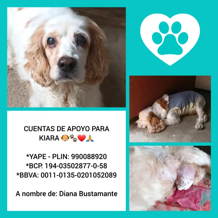 Adopción y Rescate Peluditos