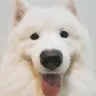 Falcon Samoyed