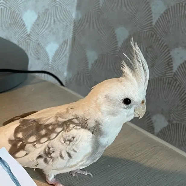 Sky 🦜 | Cockatiel