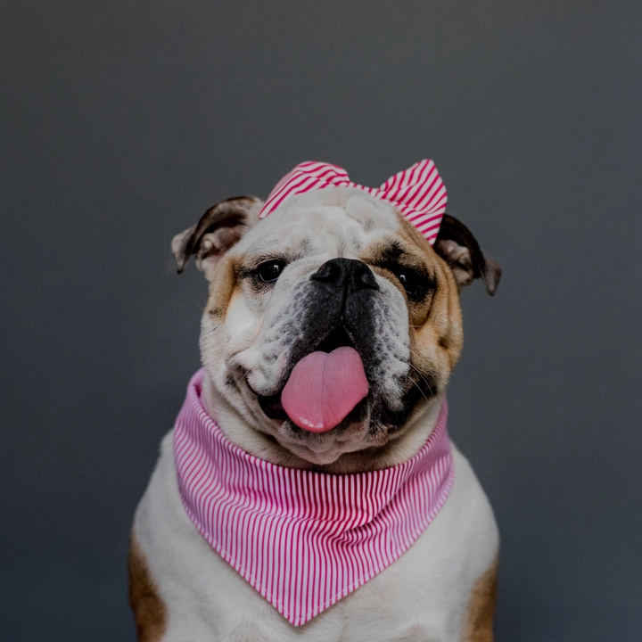 Baby la Bulldog