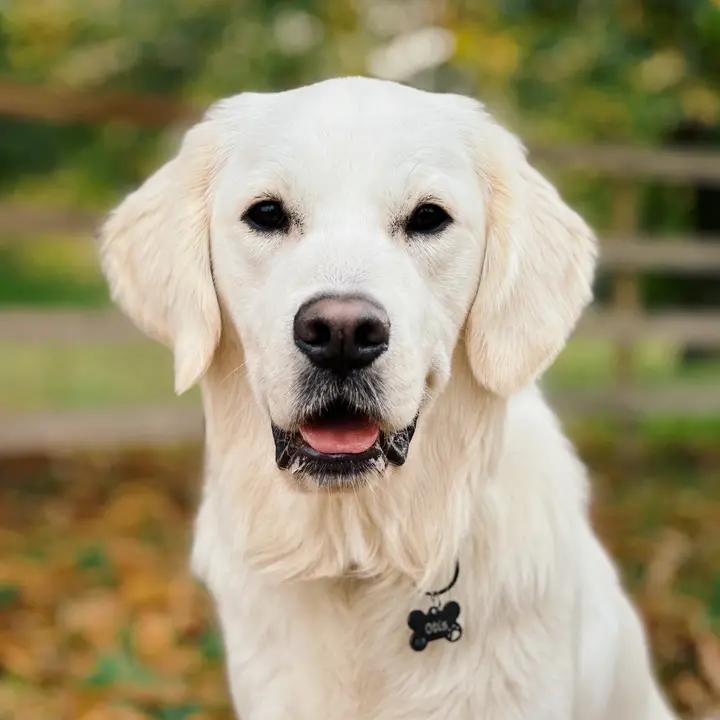 Otis