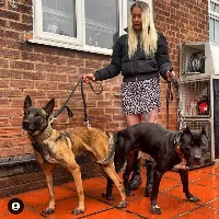 dog training tips and tricks