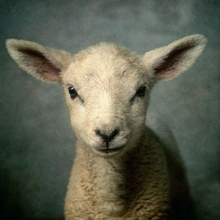 Spotless Lamb