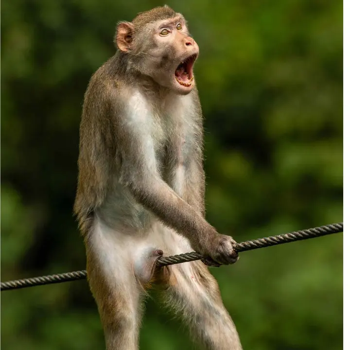 ZooEpics