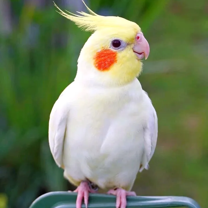 sᴍ Wʀɪᴛᴇʀ 🦜🖋️