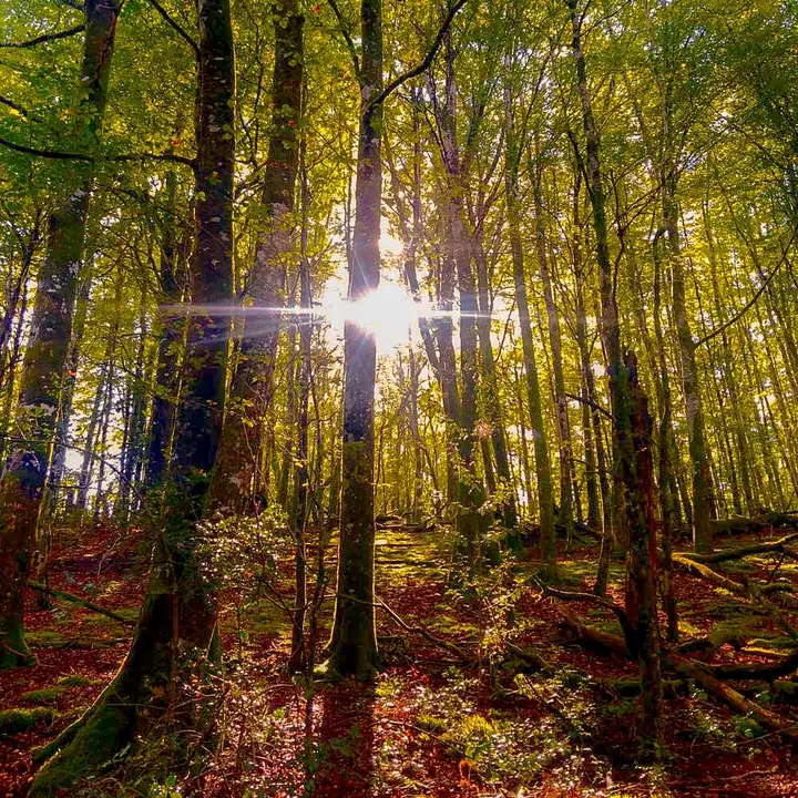 The Life in forest