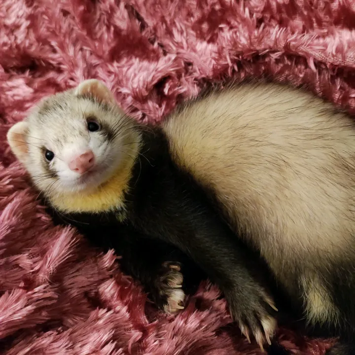 Kal