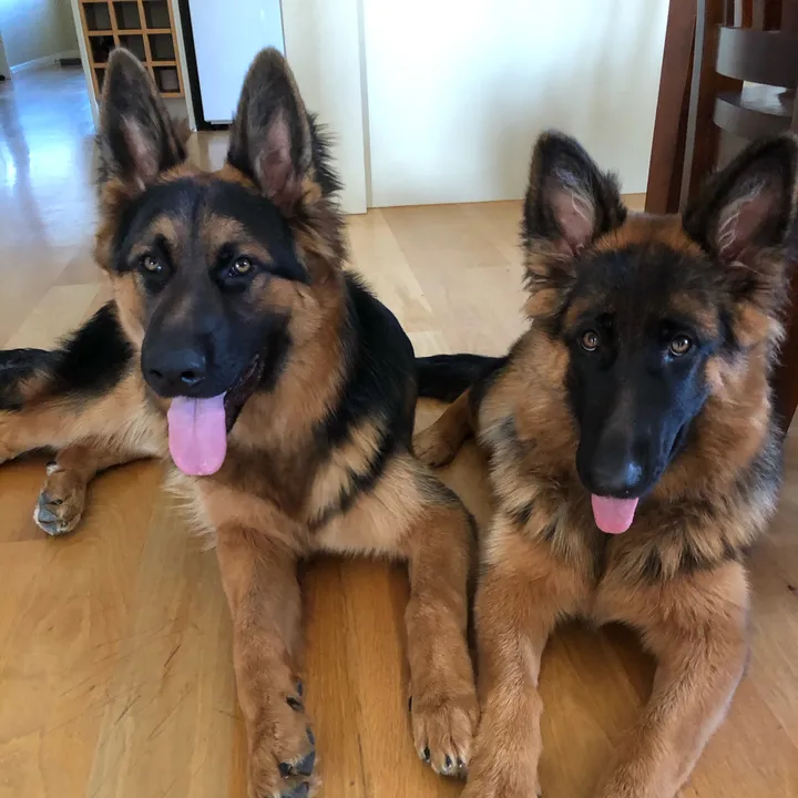 Alpha and Lulu