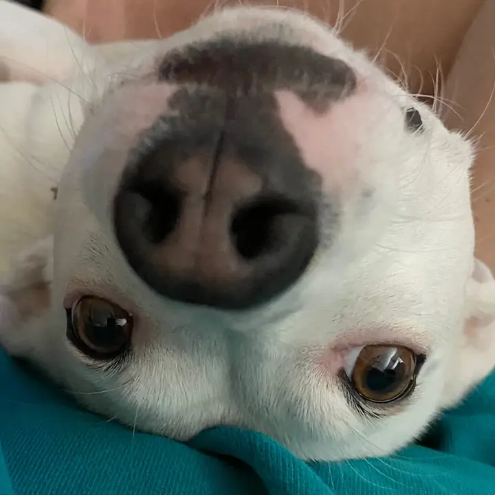 Dogs Puppies 🌟 Starring Dogs