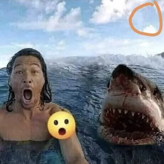 Leon🦈