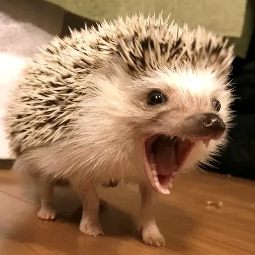 Ez1k • 116 регион