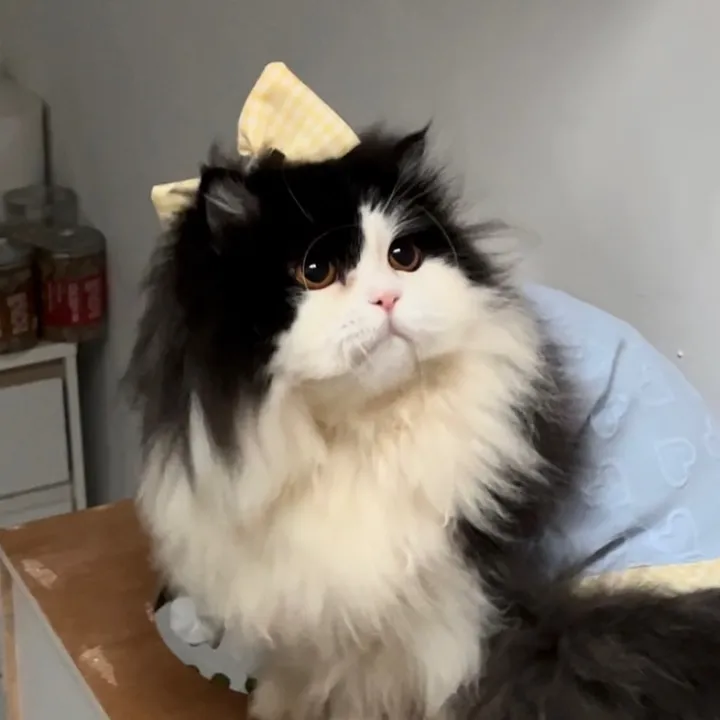 Kitty Sapitri The Cat 🐱